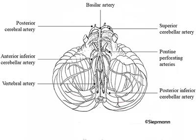 Regulation of Blood Flow in the Cerebral Posterior Circulation by Parasympathetic Nerve Fibers: Physiological Background and Possible Clinical Implications in Patients With Vertebrobasilar Stroke